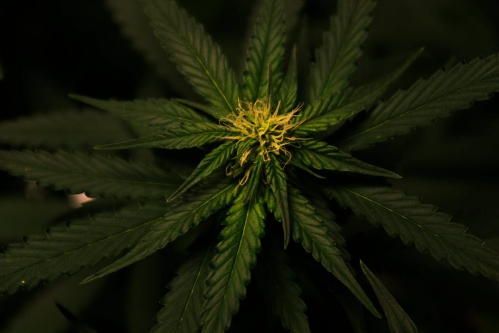 How To Start A CBD Business In New York City