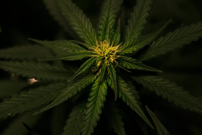 How To Start A CBD Business In New York City